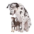 Great Dane HARLEQUIN and a chihuahua in front of a white background