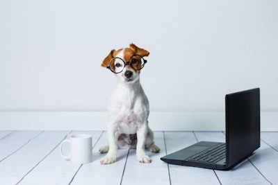 cute young small dog sitting on the floor and working on laptop. Wearing glasses and cup of tea or coffee besides him. Pets indoors