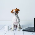 cute young small dog sitting on the floor and working on laptop. Wearing glasses and cup of tea or coffee besides him. Pets indoors