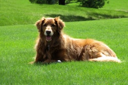 Golden In Grass