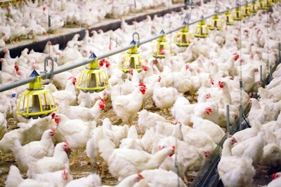Broilers Farm Indoors Edited