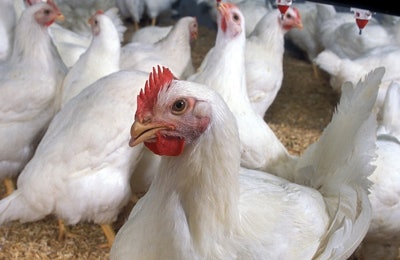 USDA | Flickr