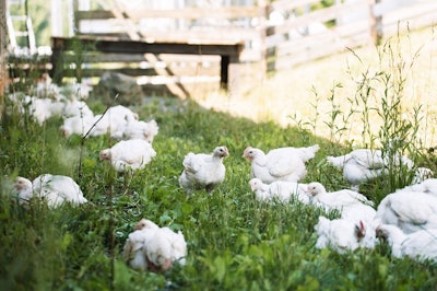 Since its foundation in 2014, Farmer Focus has grown to employ more than 750 and contracts with 87 farms. (Courtesy Shenandoah Valley Organic LLC)