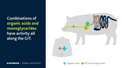 Entero Nova Mtb Eastman
