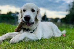 Shaggy is Boomerang's beta taster and informal CEO.