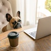 French Bulldog Computer Business