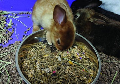 Rabbit Pet Food Small Brands