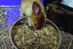 Rabbit Pet Food Small Brands