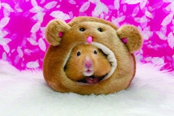 A golden hamster in a cozy bed that looks like him