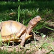 Three Toed Box Turtle