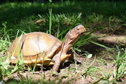 Three Toed Box Turtle
