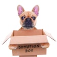 Pet-philanthropy-volunteer-charity
