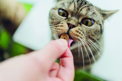 cat-owner-feeding-cat