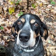 Dog In Leaves