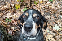 Dog In Leaves
