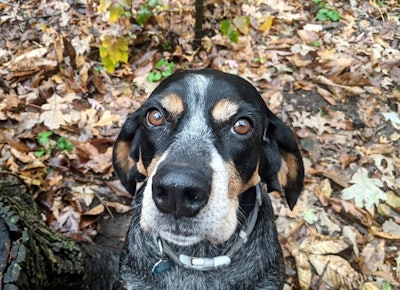 Dog In Leaves