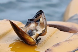 Mussel Chile