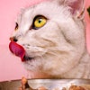 Pure Craving Cover Image2