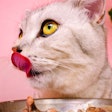 Pure Craving Cover Image2