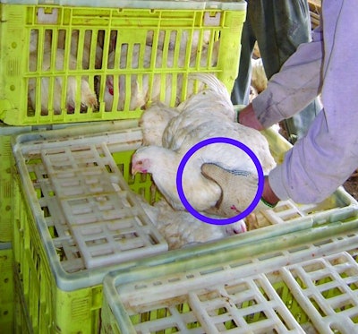 Harvesters must take care not to apply too much pressure to broilers’ bodies as this can affect the abdominal air sacks and make breathing more difficult. Eduardo Cervantes López