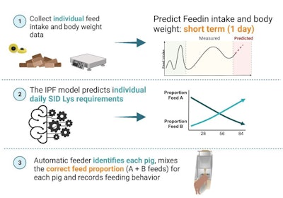 A mathematical model is used to estimate the individual or group requirement and to calculate the proportion of feed A and B to be mixed to create the daily feed to meet the requirements. This information is sent back to the feeders that will distribute the right amount and right composition of feed for an individual or a group of pigs. (Courtesy Aline Remus)