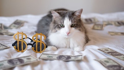 Cat Money Bed