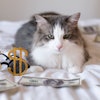Cat Money Bed