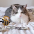 Cat Money Bed