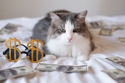 Cat Money Bed