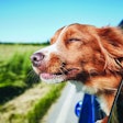 Dog travel by car. Nova Scotia Duck Tolling Retriever enjoying road trip.