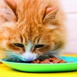 red cat eat wet food from a bright bowl