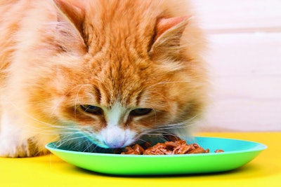 red cat eat wet food from a bright bowl