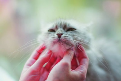 Cat being scratched by a human hand
