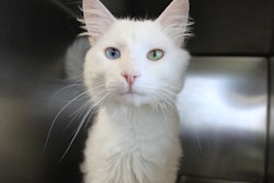 White Cat Two Different Colored Eyes