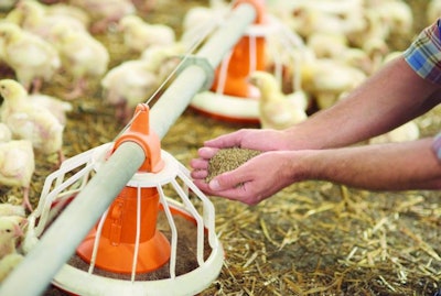 Adding some pasture to the feeder