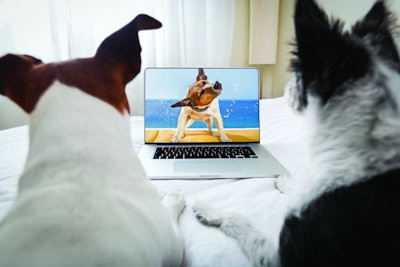 couple of dogs watching a movie on a laptop computer in bedroom, close together