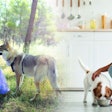 Volunteer man picking up plastic bottles in a forest with his dog