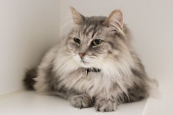 Fluffy Cat Laying Down