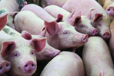 Livestock breeding. Group of pigs in farm yard.