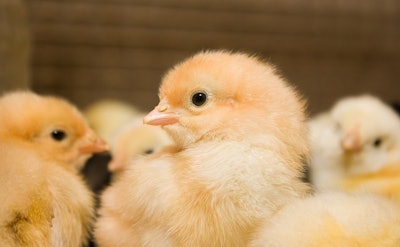 Chicks Closeup 3