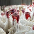 Tertman | Shutterstock.com