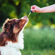 Hand giving dog CBD oil by licking a dropper pipette, Oral administration of hemp oil for pet health problems.