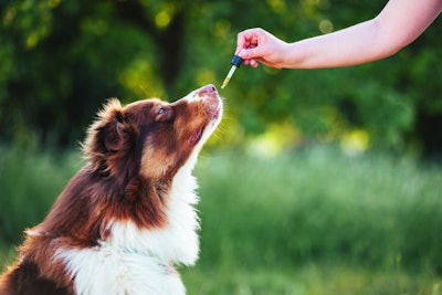 Hand giving dog CBD oil by licking a dropper pipette, Oral administration of hemp oil for pet health problems.