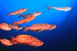 Red snapper fish
