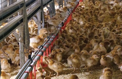10-day-old pullets perching