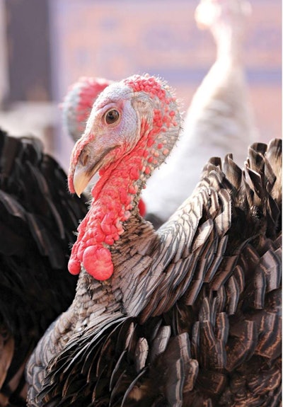 1602 P Iaustralianturkey