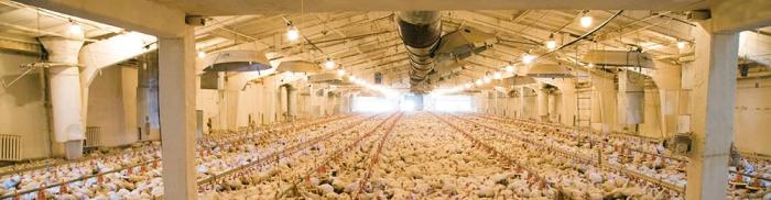 Egg 1602 P Ieuropeanpoultryleaders2