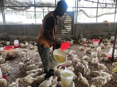 African Poultry House 2