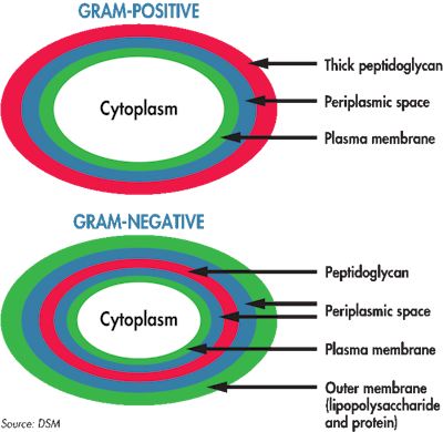 Bacterial Cell Walls