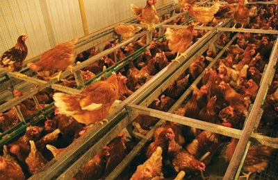 Barn Egg Production 2